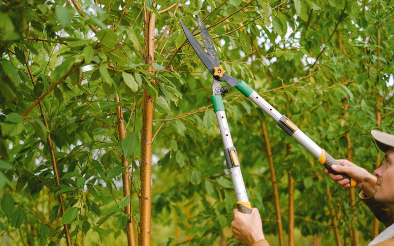 Tree trimming in Steamboat Rock, IA