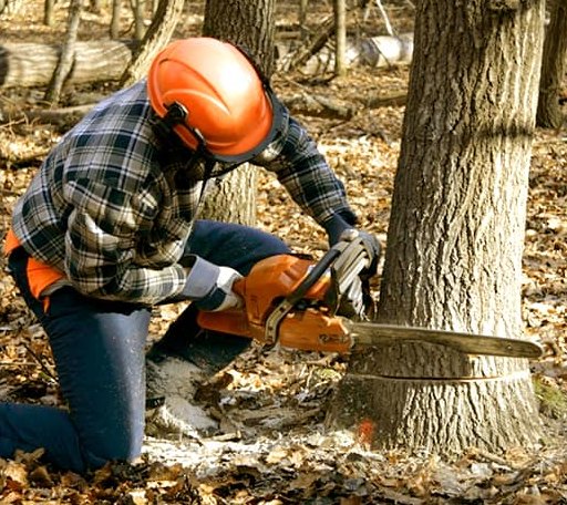 Tree Removal in Steamboat Rock, IA